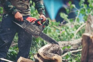 Professional Tree Care Services In Bensenville
