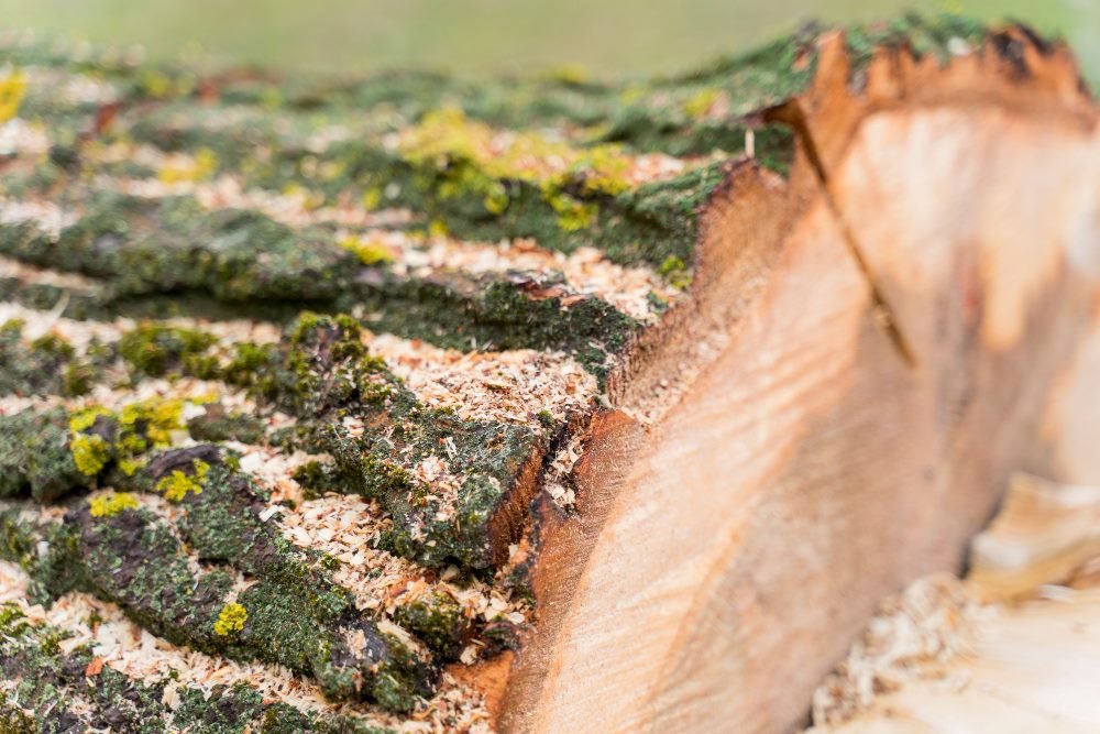 Best Professional Tree Removal Services In Bensenville