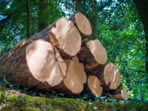 Professional Tree Removal Services In Bensenville