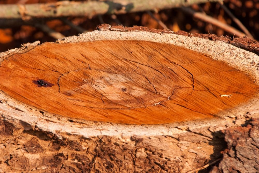 Expert Stump Removal Services in Bensenville, IL