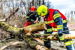 Emergency Tree Services in Bensenville, IL