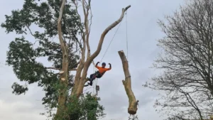 Best Tree Removal Services in Bensenville, IL